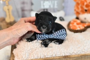 Black & Silver Schnauzer Boy AKC