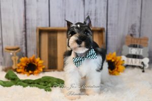 Mini Schnauzer Puppies for Sale in Oklahoma