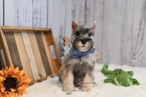 AKC Salt & Pepper Boy
