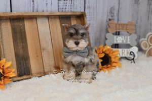 AKC Liver Pepper Mini Schnauzer