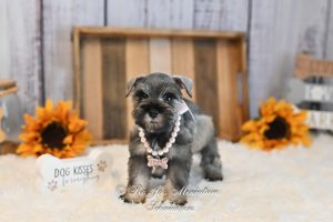Salt & Pepper Mini Schnauzer Girl