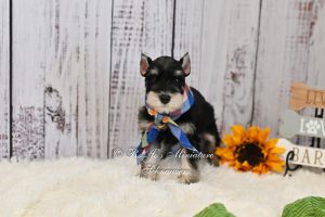 AKC Black & Silver Mini Schnauzer