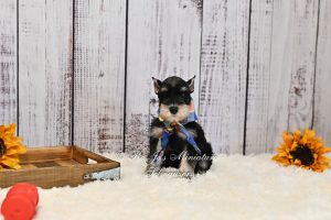 Black & Silver Phantom Schnauzer