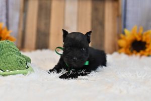 Schnauzer Puppies | Black Boy