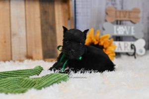 Schnauzer Puppies