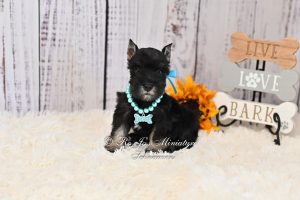 Miniature Schnauzer Puppies for Sale