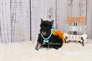 AKC Black & Silver Mini Schnauzer