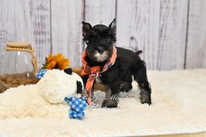 Black & Silver Mini Schnauzer