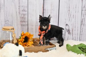 AKC Black & Silver Mini Schnauzer