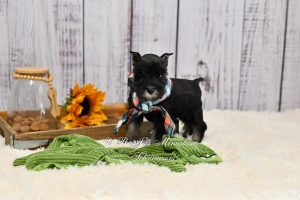 AKC Miniature Schnauzer Puppy