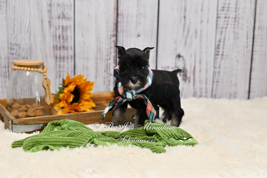 Reserved | AKC Mini Schnauzer | Cole