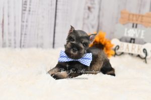 AKC Salt & Pepper Mini Schnauzer