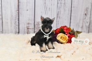 Salt & Pepper Mini Schnauzer for Sale
