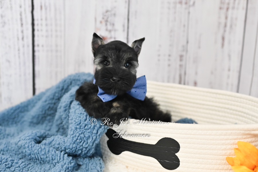 AKC Miniature Schnauzer for Sale | Stetson