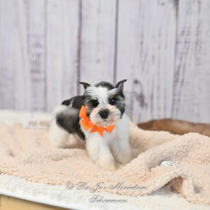 AKC Miniature Schnauzer Puppies