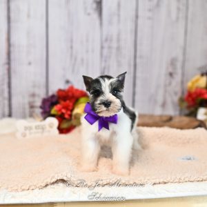 Salt & Pepper Parti Mini Schnauzer