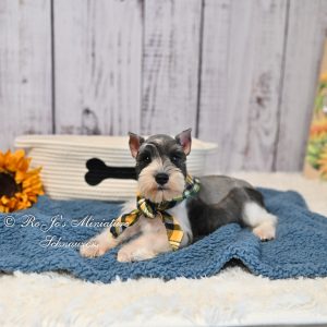 AKC Miniature Schnauzer