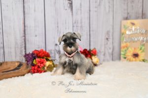 Salt & Pepper Mini Schnauzer Girl
