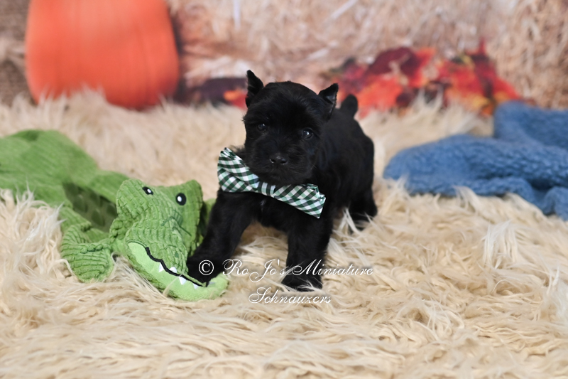 AKC Black Male Mini Schnauzer | Shadow