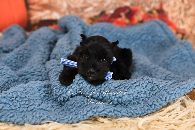 AKC Black Mini Schnauzer | Jett