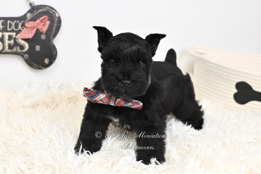 Male AKC Miniature Schnauzer Puppies