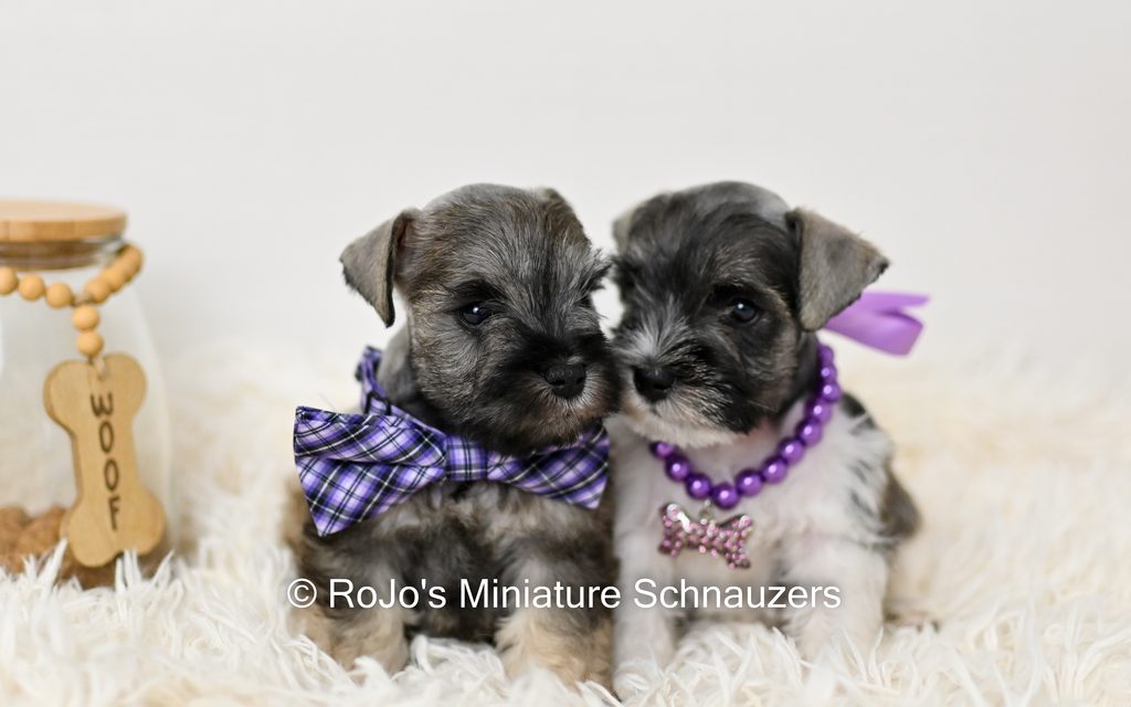 Miniature Schnauzer puppies for sale