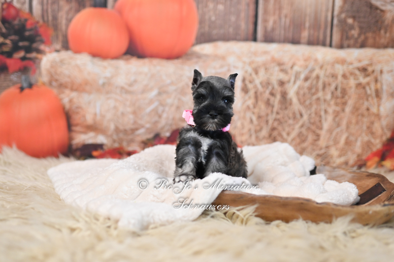 Reserved | AKC Salt & Pepper Female Mini Schnauzer – Demi