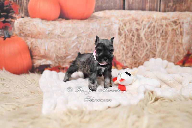 salt & pepper female miniature schnauzer puppy, Oklahoma breeder