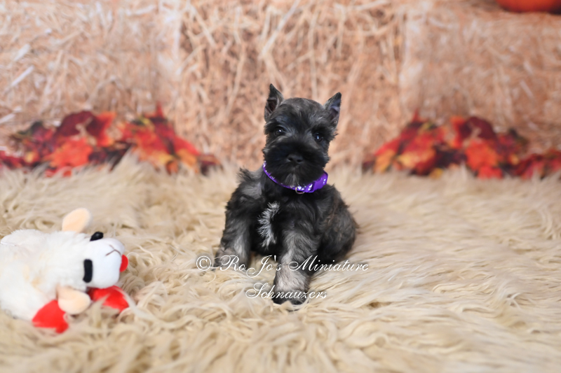 AKC Salt & Pepper Female Miniature Schnauzer – Lucy