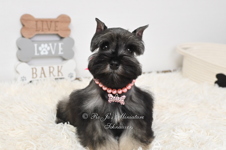 Available female AKC Miniature Schnauzer puppies from a licensed Oklahoma breeder