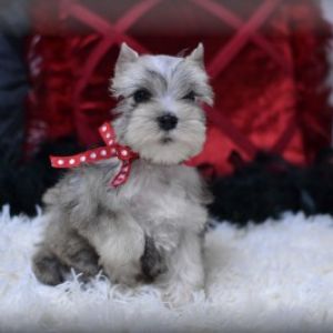 long haired docksin puppy