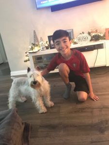 RoJo Miniature Schnauzers