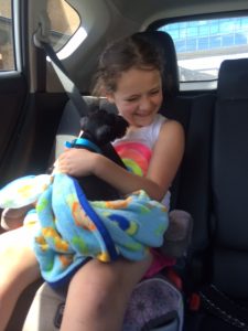 RoJo Miniature Schnauzers