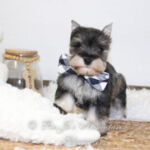 Salt and Pepper Mini Schnauzer