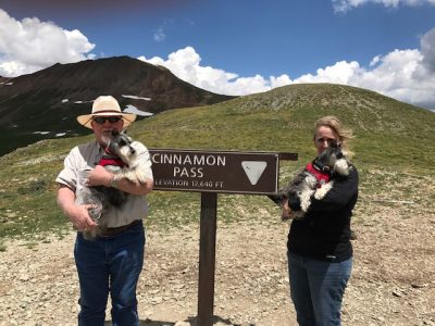 RoJo Miniature Schnauzers