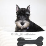 Black and Silver mini Schnauzer Puppy sitting in white dog bed with black bone on front