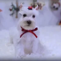 White Chocolate (Brown Nose)