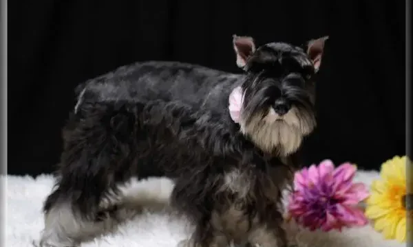 RoJo's Delightful Alexus