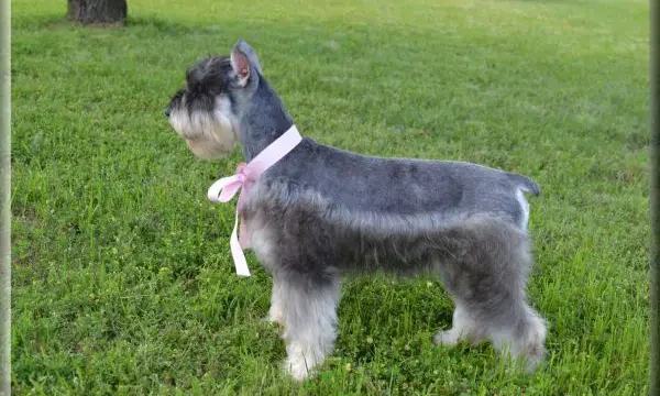 RoJo's Dazzling Emmie