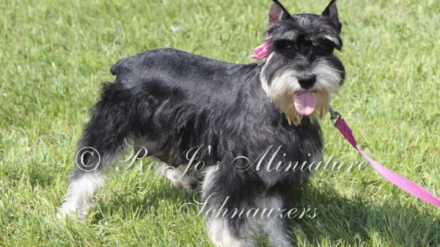 RoJo's Mesmerizing Autumn Rose AKC Black & Silver