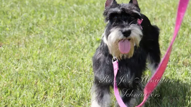 RoJo's Mesmerizing Autumn Rose AKC Black & Silver