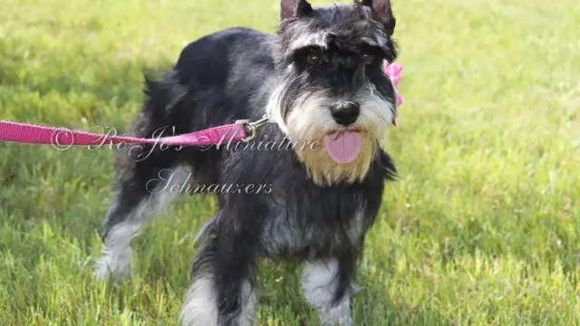 RoJo's Mesmerizing Autumn Rose AKC Black & Silver