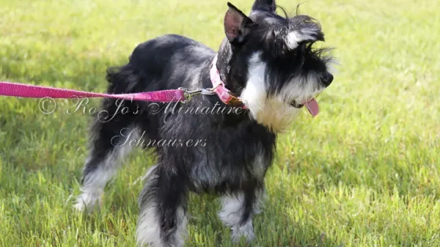RoJo's Mesmerizing Autumn Rose AKC Black & Silver