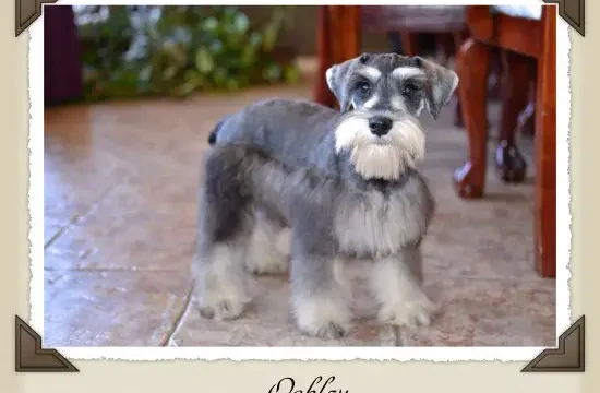 Rio's Free Spirited Oakley