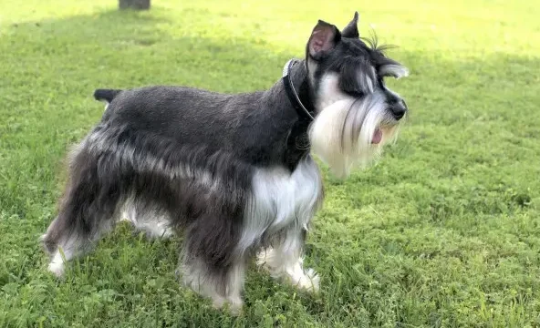 RoJo's Stunning Tazer